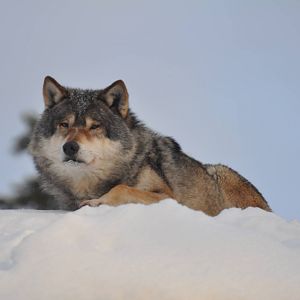 Kolmården Zoo Wolf