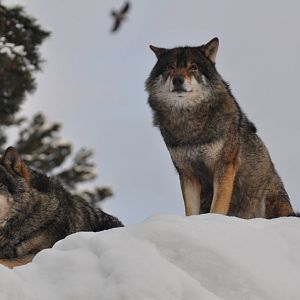 Kolmården Zoo Wolfes