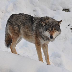 Kolmården Zoo Wolf