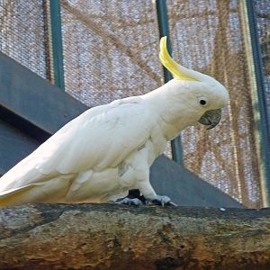 Bioparco Roma - Sulphur-crested cockatoo