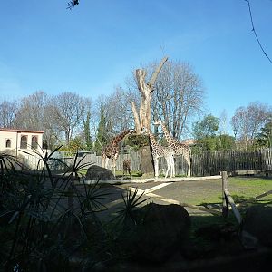 Bioparco Roma - Giraffe enclosure