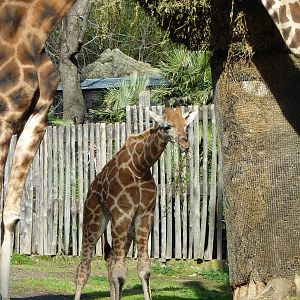 Bioparco Roma - Baby giraffe