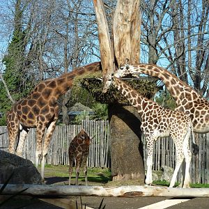 Bioparco Roma - Giraffes feeding