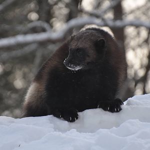 Kolmården Zoo Wolverine