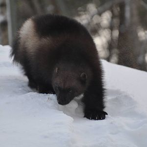 Kolmården Zoo Wolverine