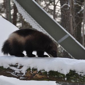 Kolmården Zoo Wolverine