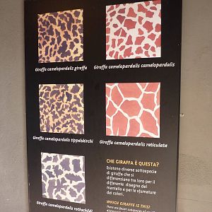 Bioparco Roma - Giraffe signage