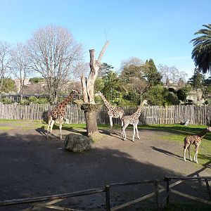 Bioparco Roma - Giraffe enclosure
