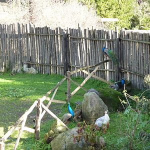 Bioparco Roma - Peafowl