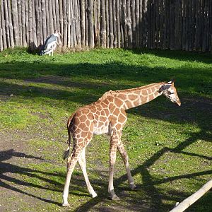 Bioparco Roma - Baby giraffe and Marabous