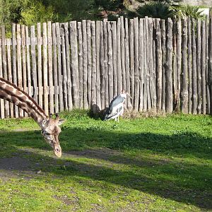 Bioparco Roma - Giraffe and Marabous