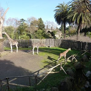 Bioparco Roma - Giraffe enclosure