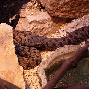 Bioparco Roma - Viper in Biodiversitalia