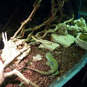 Bioparco Roma - Ocellated lizard in Biodiversitalia