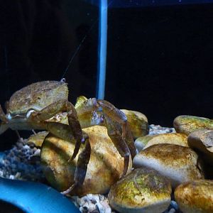 Bioparco Roma - Shore crab in Biodiversitalia