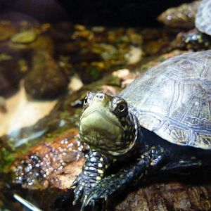 Bioparco Roma - Pond turtle in Biodiversitalia