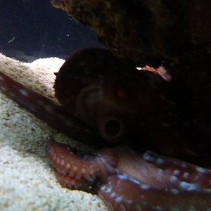 Bioparco Roma - Octopus in Biodiversitalia