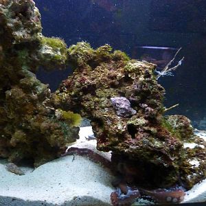 Bioparco Roma - Octopus in Biodiversitalia