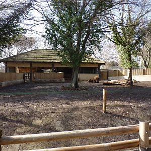 Bioparco Roma - European bison paddock