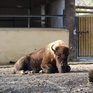 Bioparco Roma - European bison