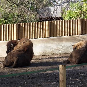 Bioparco Roma - European bison