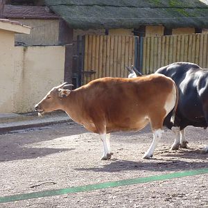 Bioparco Roma - Banteng