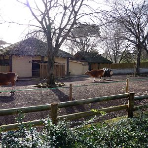 Bioparco Roma - Banteng paddock