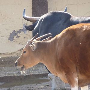 Bioparco Roma - Banteng