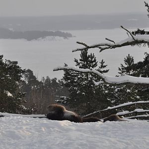 Kolmården Zoo Muskox