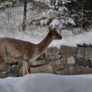 Kolmården Zoo Vicunja
