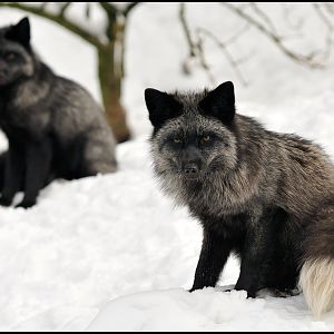 Silverfoxes in the snow