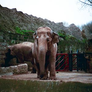 Chester Zoo Elephants - Late 1980s
