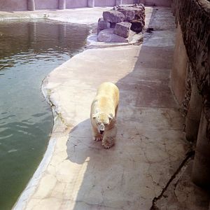 Polar Bear at Chester Zoo
