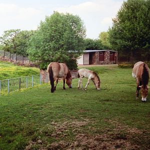 Chester Zoo Przewalski Horses - 1985