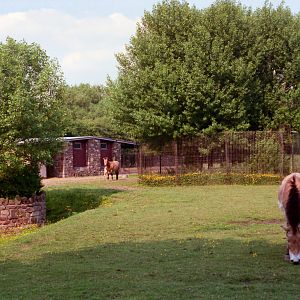 Chester Zoo Przewalski Horses - 1985