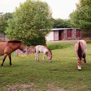 Chester Zoo Przewalski Horses - 1985