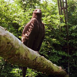 Golden Eagle at Chester Zoo - 1985
