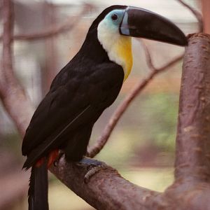 Yellow-ridged Toucan - Chester Zoo 1985