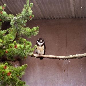 Spectacled Owl at Chester Zoo - 1985