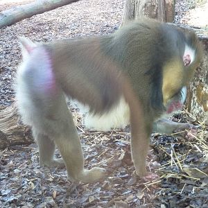 Bioparco Roma - Mandrill