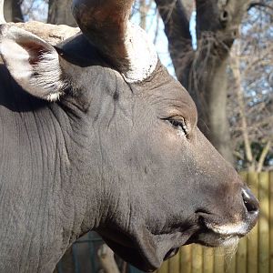 Bioparco Roma - Banteng