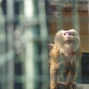 Bioparco Roma - Hidden macaques