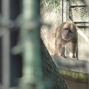 Bioparco Roma - Hidden macaques