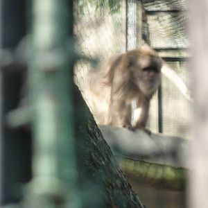 Bioparco Roma - Hidden macaques