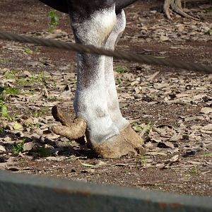 Bioparco Roma - Banteng's hooves