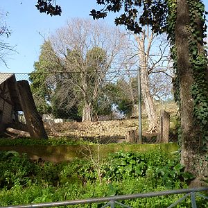 Bioparco Roma - Mouflon enclosure