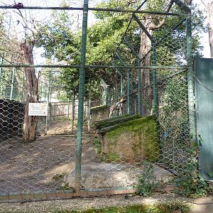 Bioparco Roma - African wild dog enclosure