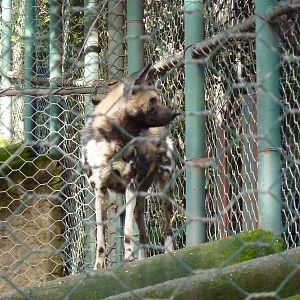 Bioparco Roma - African wild dog