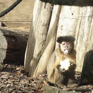 Bioparco Roma - Capuchin