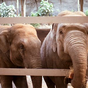 Chester Zoo Elephants - 1985